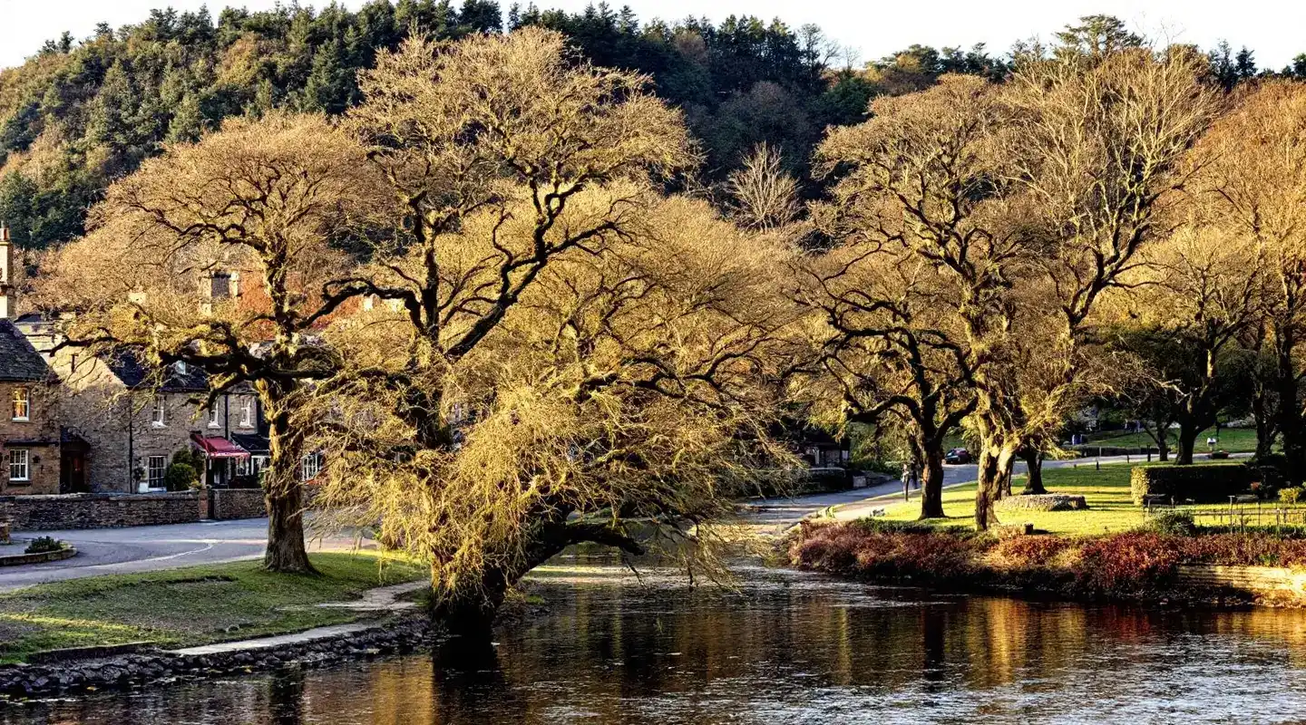 Tree surgeon in Otley Mature riverside trees below a wooded hill, typical of Otley, LS21