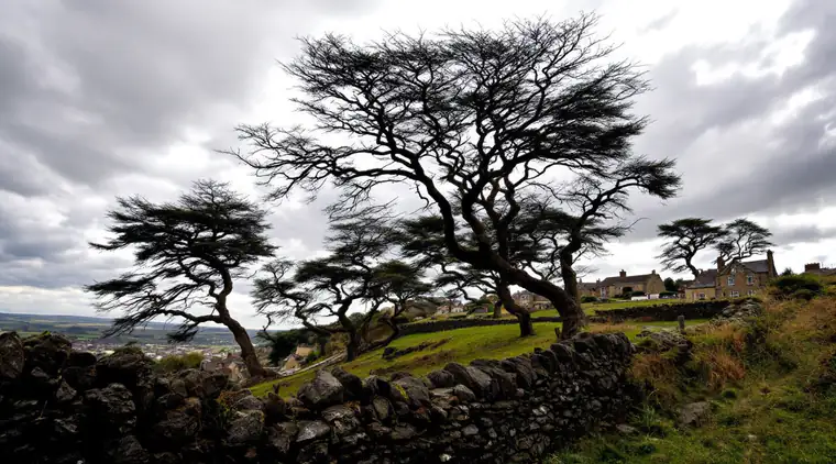 Tree surgeon in Pudsey Wind-bent trees above a stone wall on an exposed hillside, typical of Pudsey, LS28